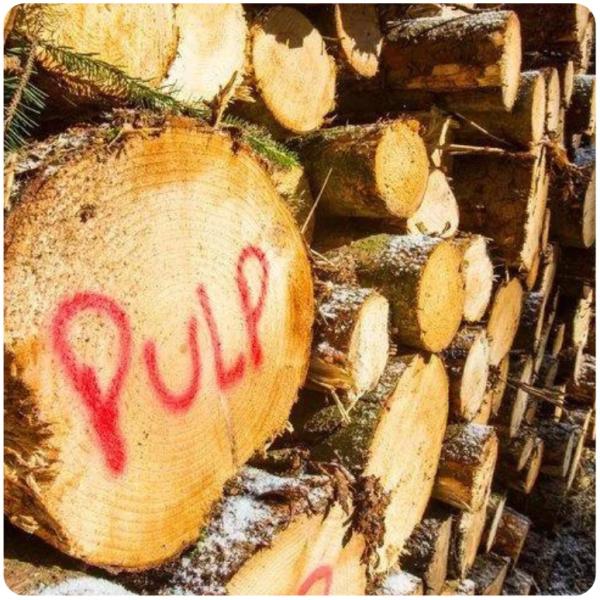 Log piles marked with "PULP", showing raw material scene for pulp production